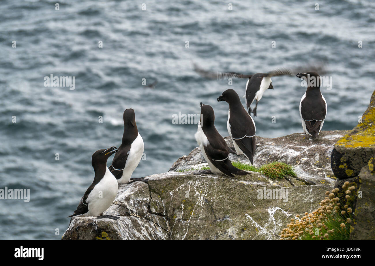 Group of razorbills, Alca torda, on cliff edge, Isle of May, Firth of Forth, Scotland, UK Stock Photo