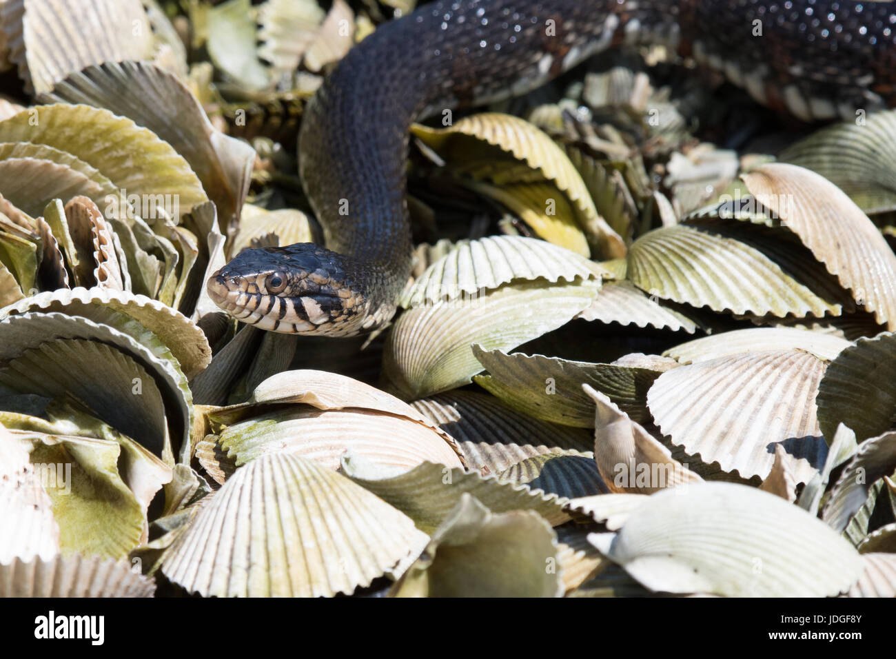 Banded Water Snake moving across clam shells on the shoreline of