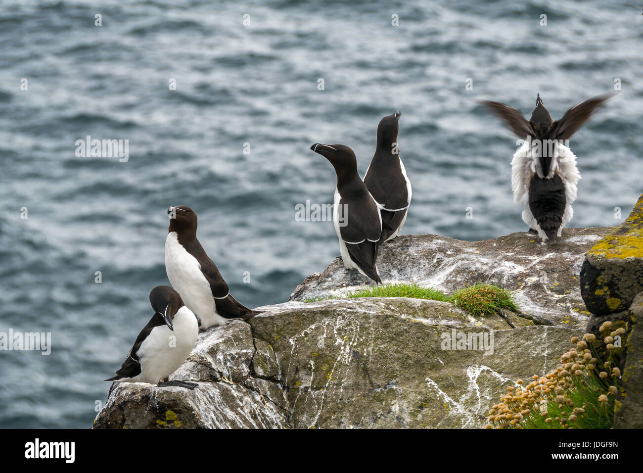 Group of razorbills, Alca torda, on cliff edge with one flapping its wings, Isle of May, Firth of Forth, Scotland, UK Stock Photo