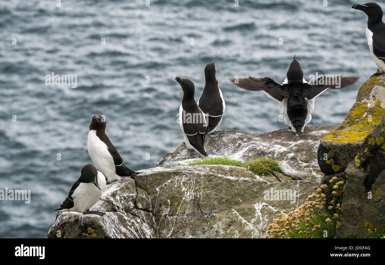 Group of razorbills, Alca torda, on cliff edge with one flapping its wings, Isle of May, Firth of Forth, Scotland, UK Stock Photo