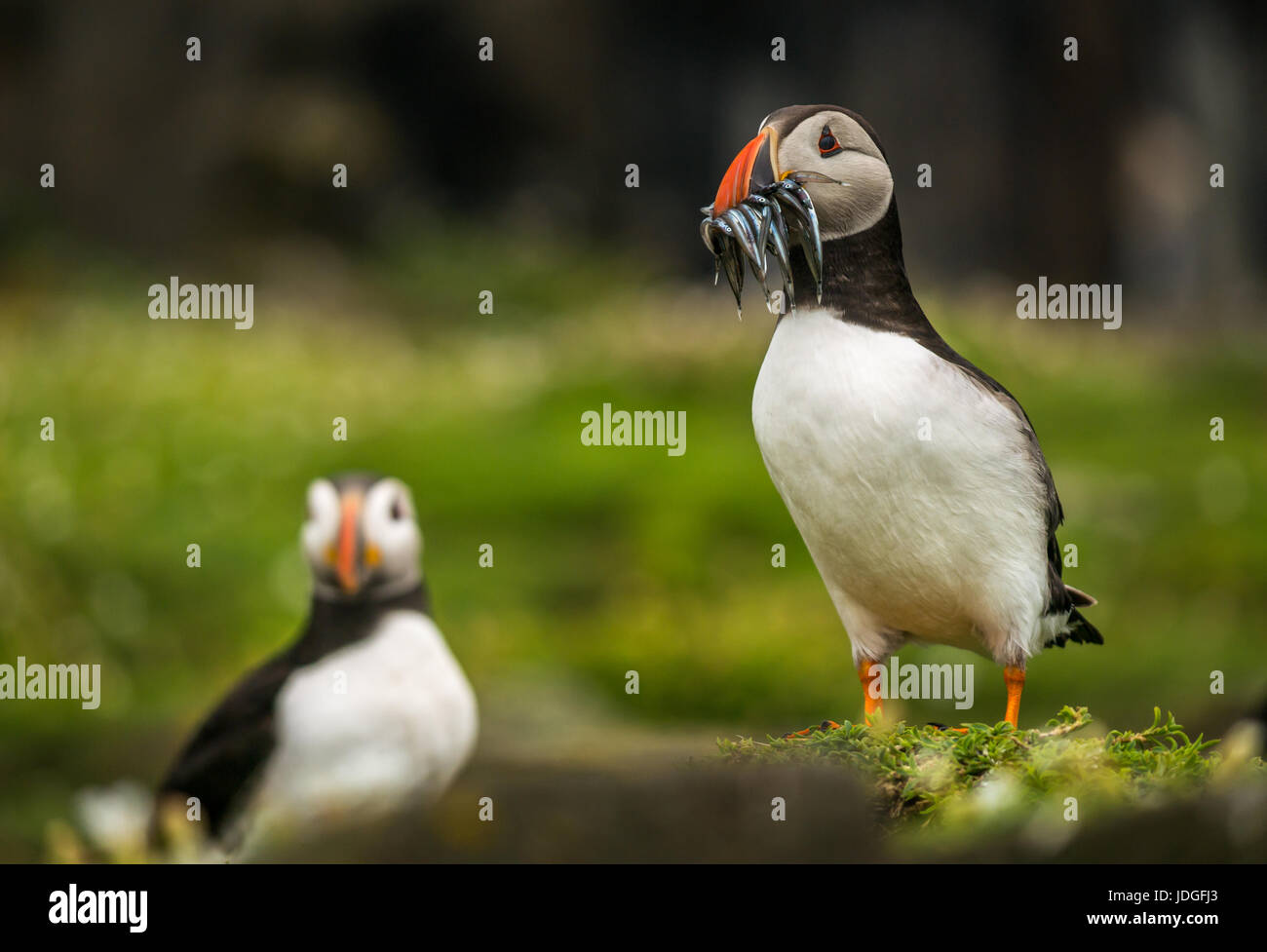 Close up of Atlantic puffins, Fratercula arctica, with sand eels in beak, Isle of May, Firth of Forth, Scotland, UK Stock Photo