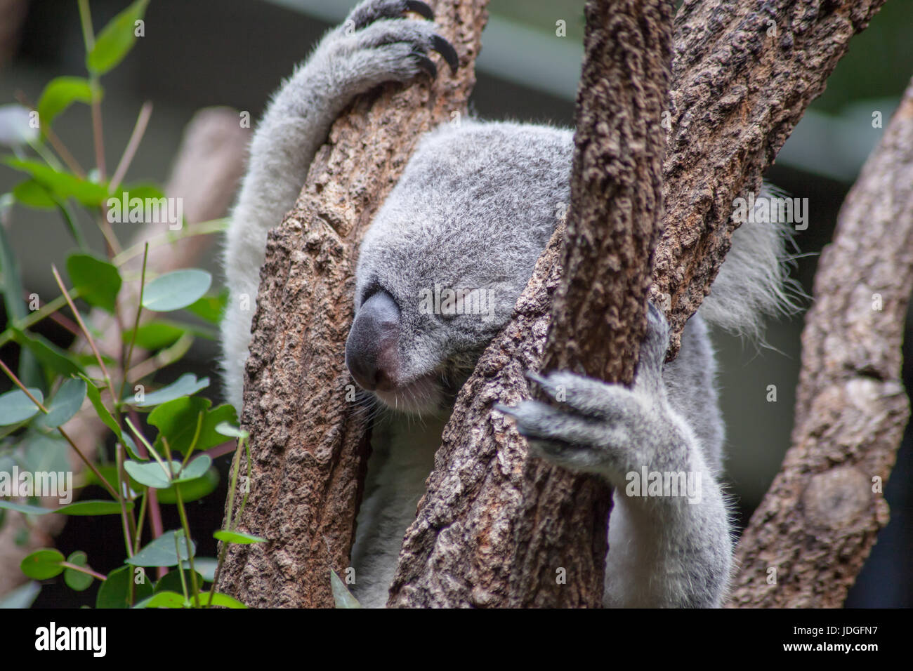 Portrait of a koala sleeping in a tree in Australia Zoo, Australia Stock Photo