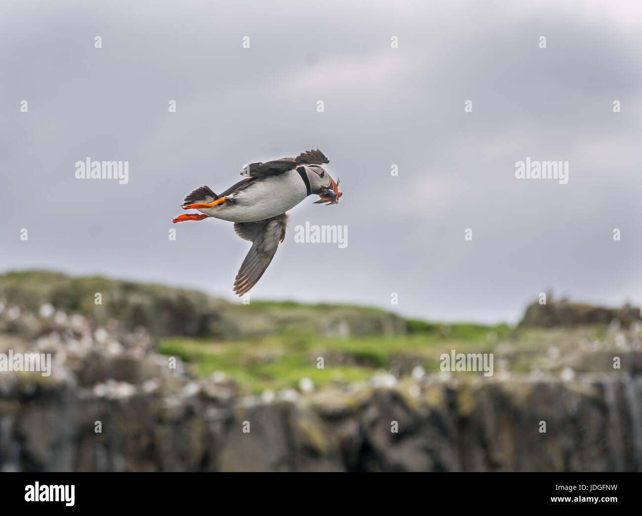 Puffin, Fratercula arctica, flying with sand eels in beak, Isle of May, Scotland, UK Stock Photo