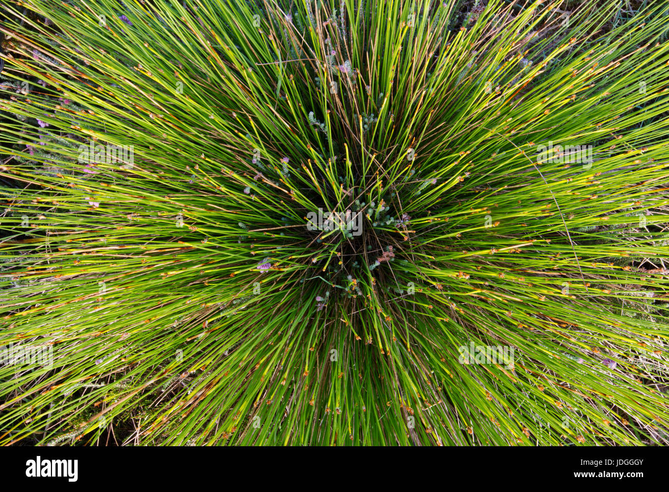 Top view of Deergrass or Tufted bulrush Stock Photo