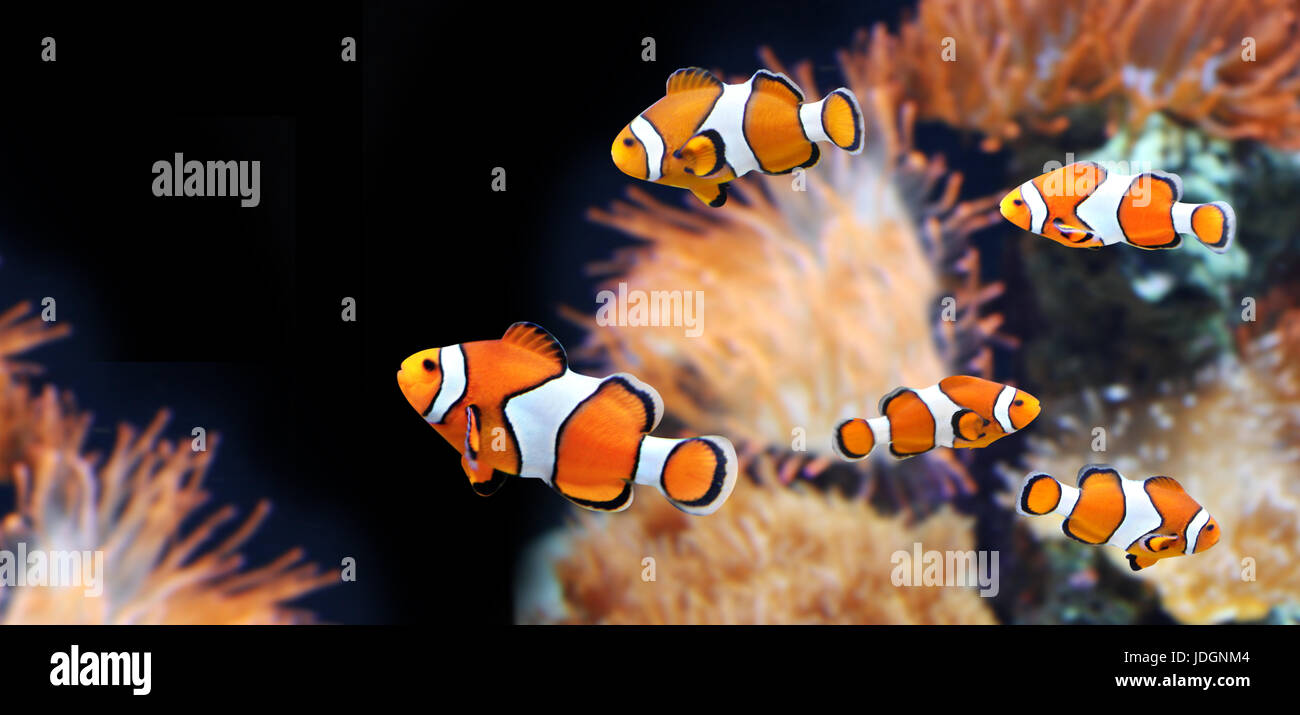 Sea anemone and clown fish in marine aquarium. On black background. Copy space for your text Stock Photo