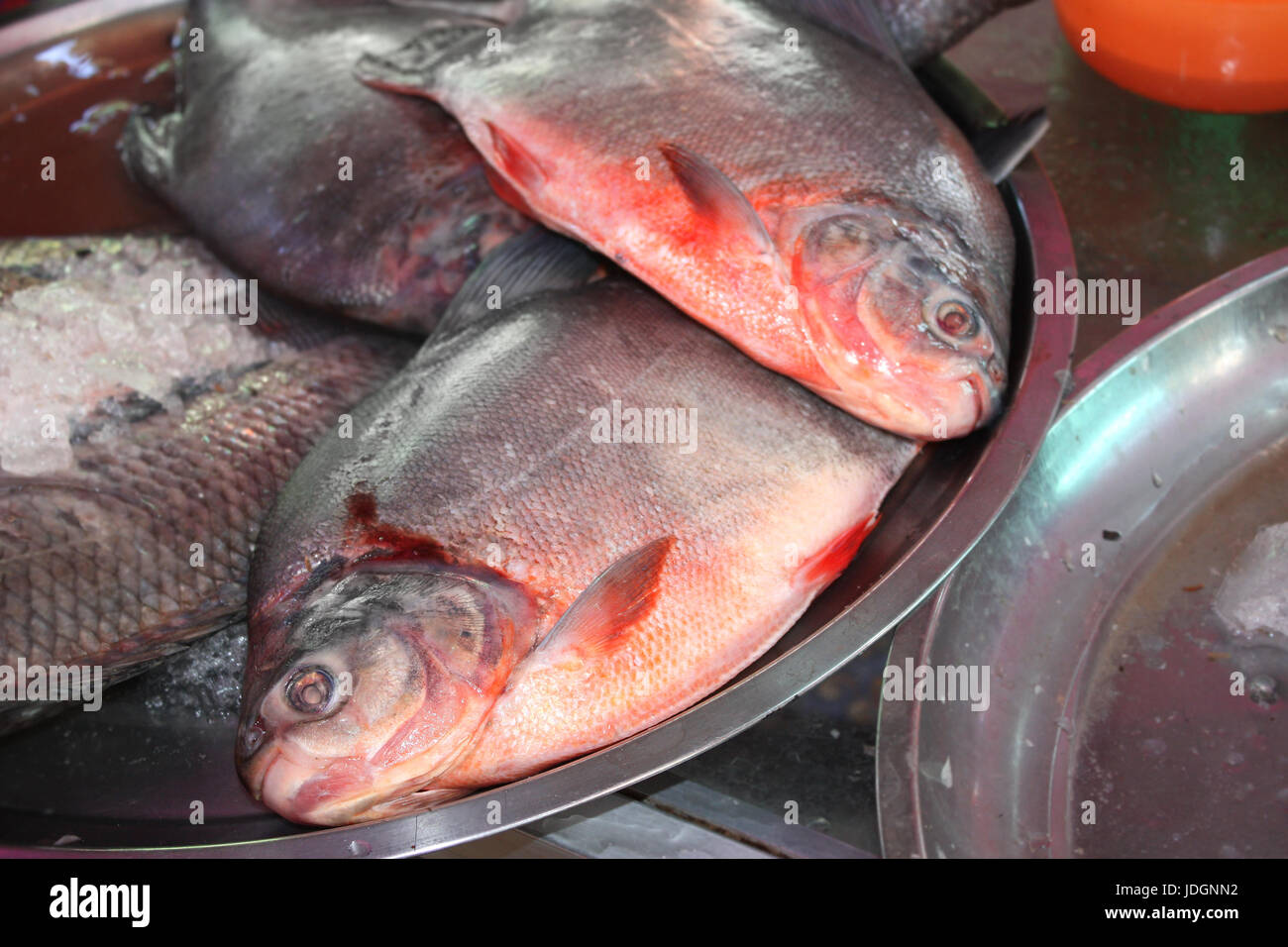 Freshly caught catfish on palm leaf in a morning fish market, Myanmar (Burma Stock Photo Alamy