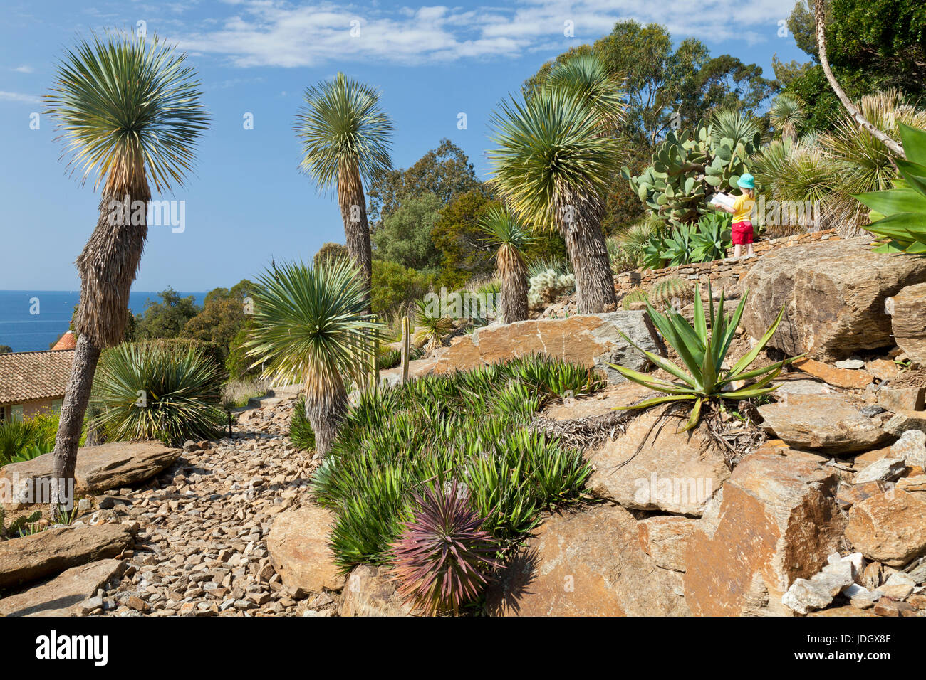 France, Var (83), Le Rayol-Canadel-sur-Mer, Domaine du Rayol, le jardin d'Amérique aride (utilisation presse et édition livre uniquement avec mention  Stock Photo