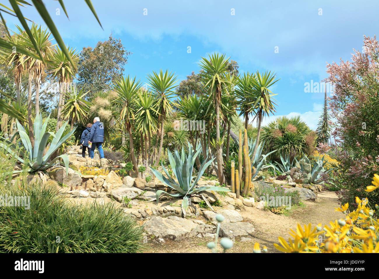 France, Finistère (29), Roscoff, le jardin exotique, rocaille dominée par les Yucca elephantipes (utilisation presse et édition livre uniquement avec  Stock Photo
