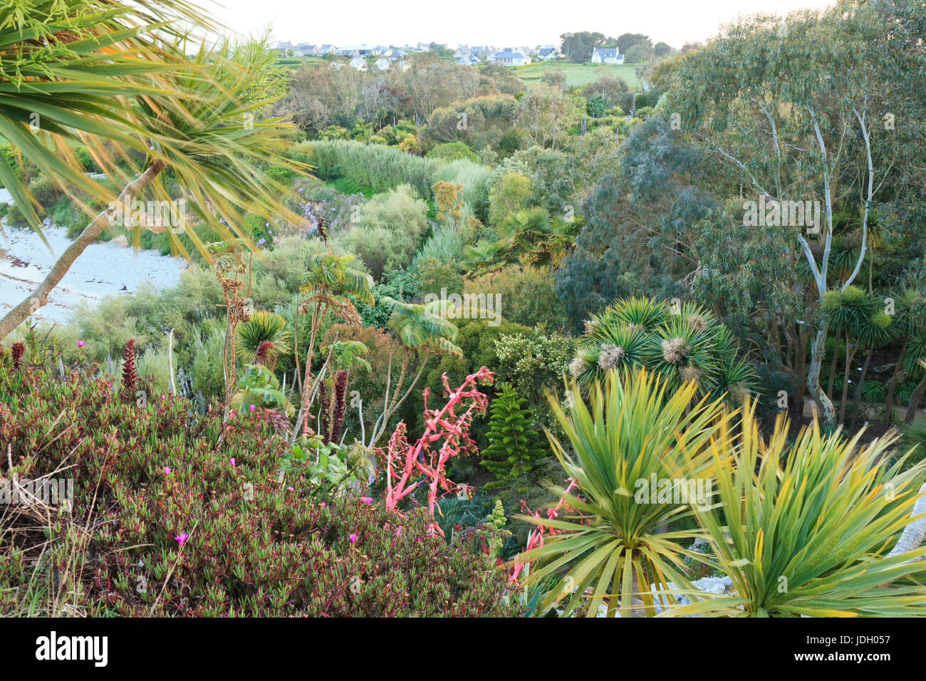 France, Finistère (29), Roscoff, le jardin exotique, vue sur le jardin depuis l'escalier du rocher appelé Roc’h Hievec (utilisation presse et édition  Stock Photo