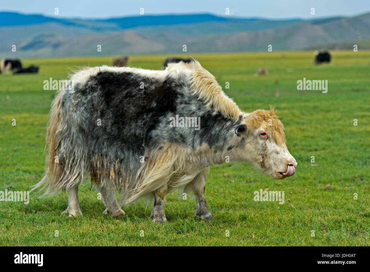 Grazing yak (Bos mutus), Orkhon Valley, Khangai Nuruu National Park, Oevoerkhangai Aimag, Mongolia Stock Photo