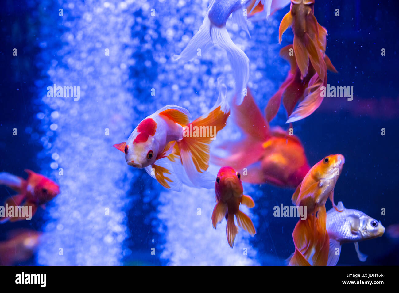 Tropical and aquarium goldfish in blue water. Beautiful background of ...