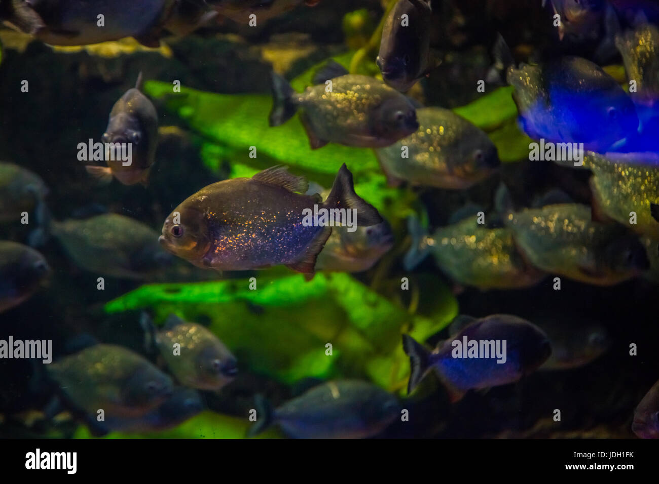 Tropical fish piranha with algae in blue water. Beautiful background of the underwater world Stock Photo