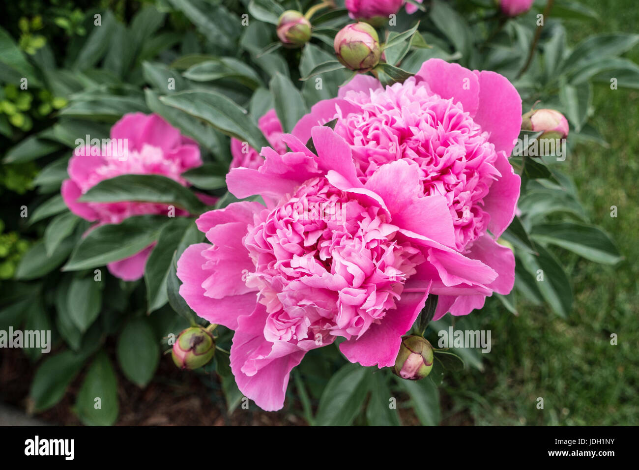 pink flowers with green leaves around them Stock Photo
