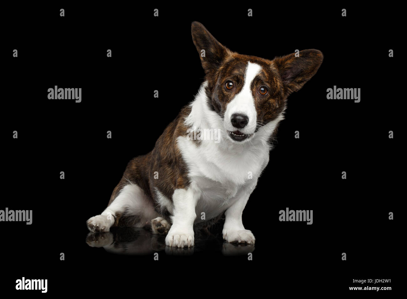 Welsh Corgi Cardigan Dog on Isolated Black Background Stock Photo