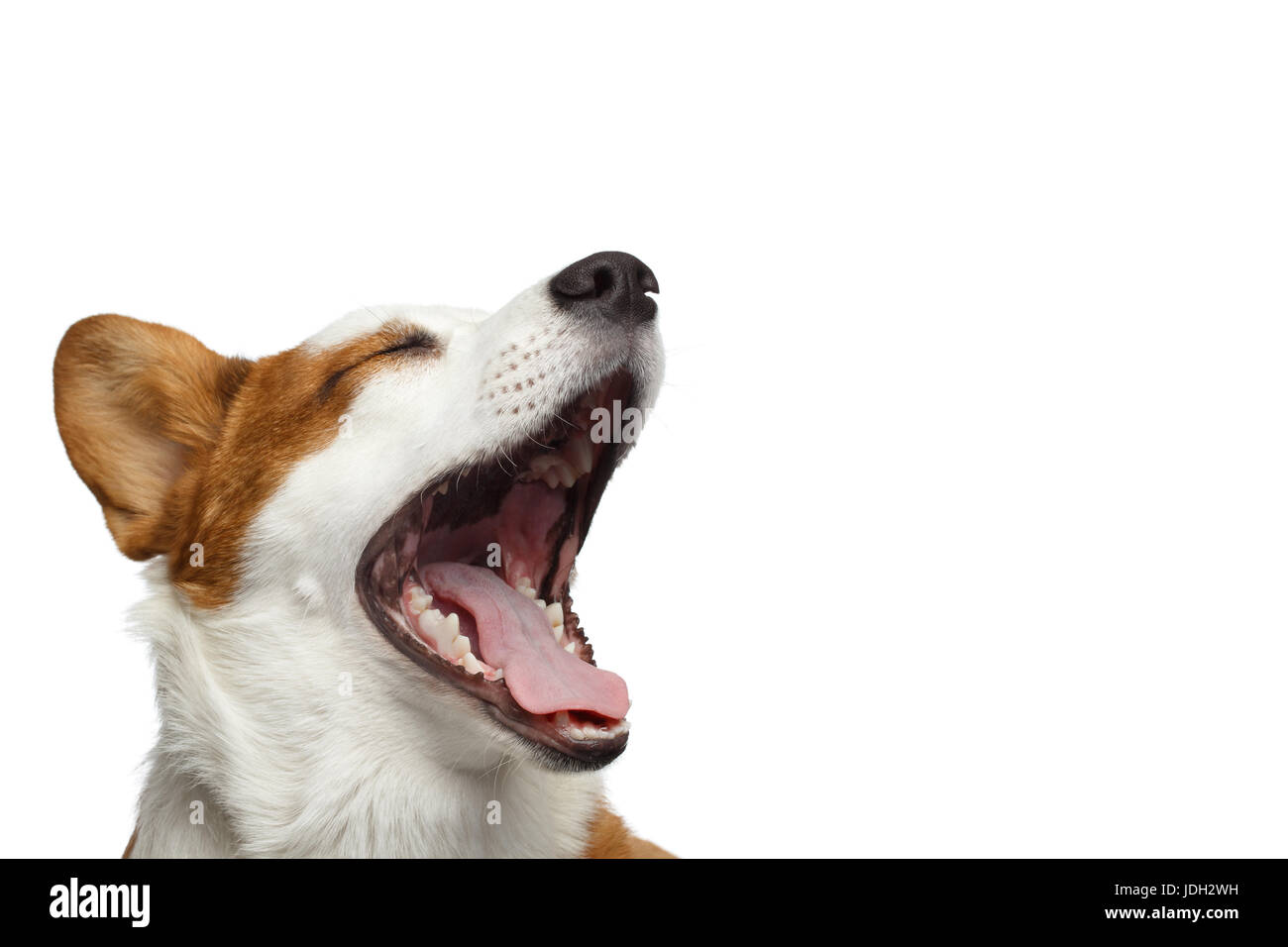 Welsh Corgi Cardigan Dog on Isolated White Background Stock Photo