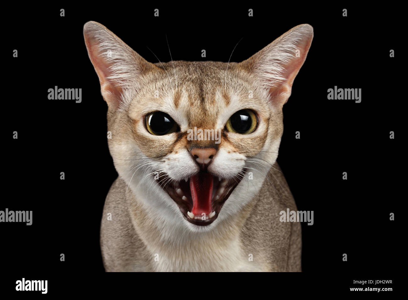 Angry cat attack hi-res stock photography and images - Alamy