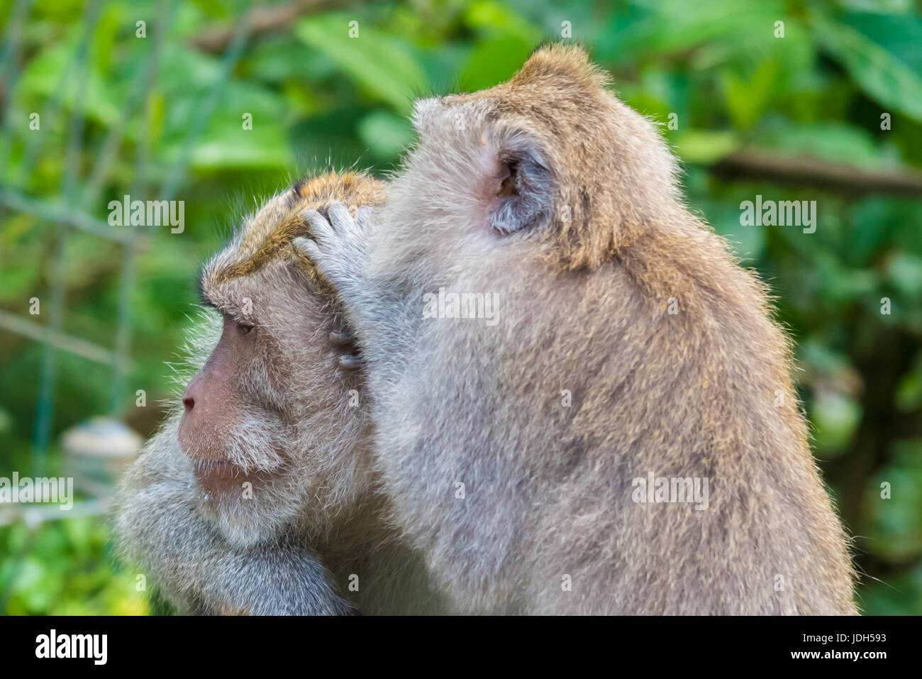 Macaque monkeys at Monkey Forest, Bali, Indonesia Stock Photo - Alamy