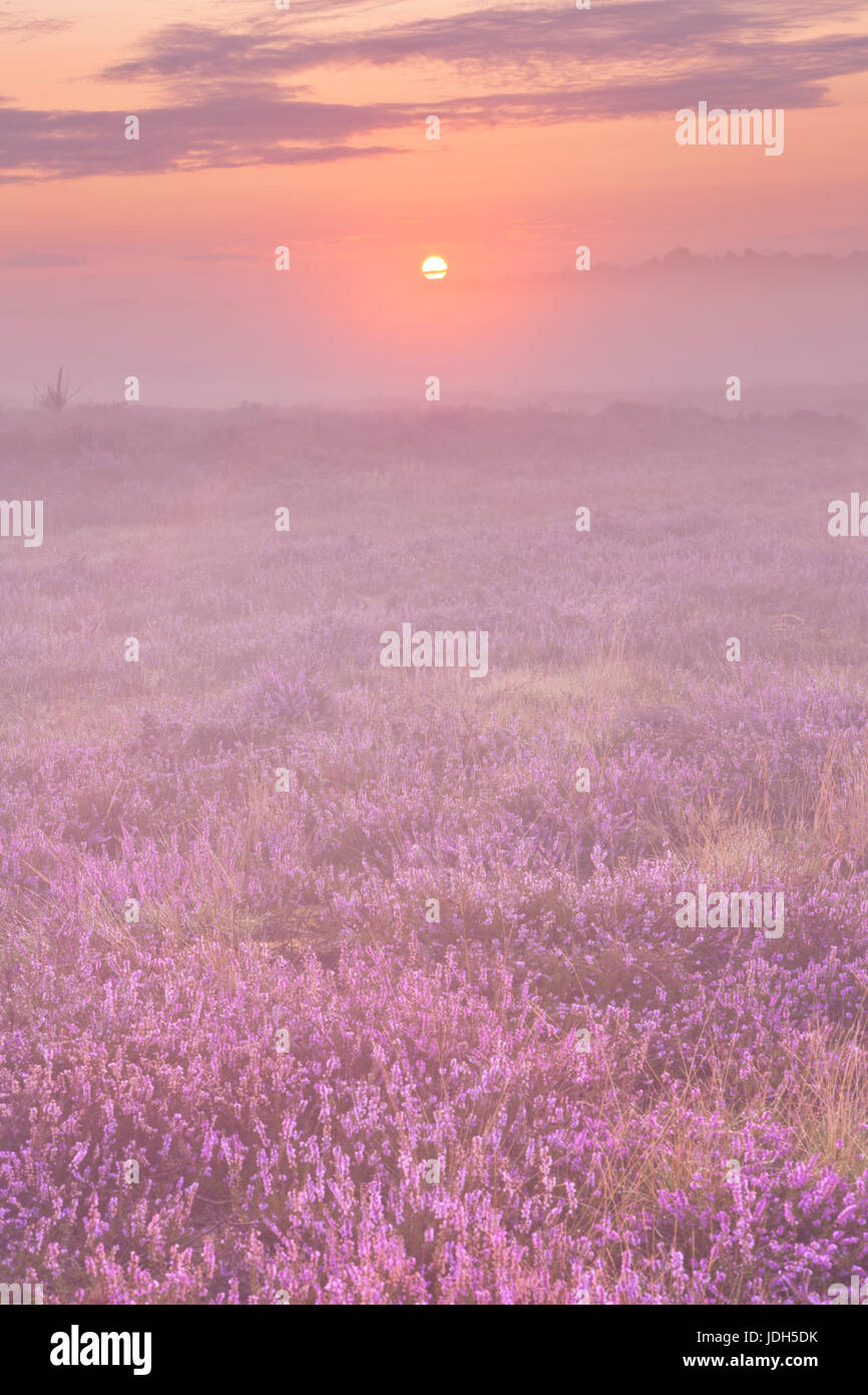 Blooming heather in The Netherlands on a beautiful foggy morning at sunrise. Stock Photo