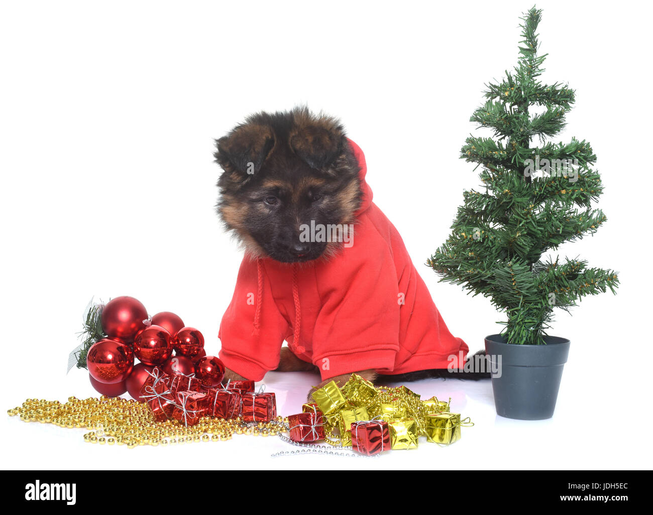 Long Coat German Shepherd Dog Stock Photos Long Coat German
