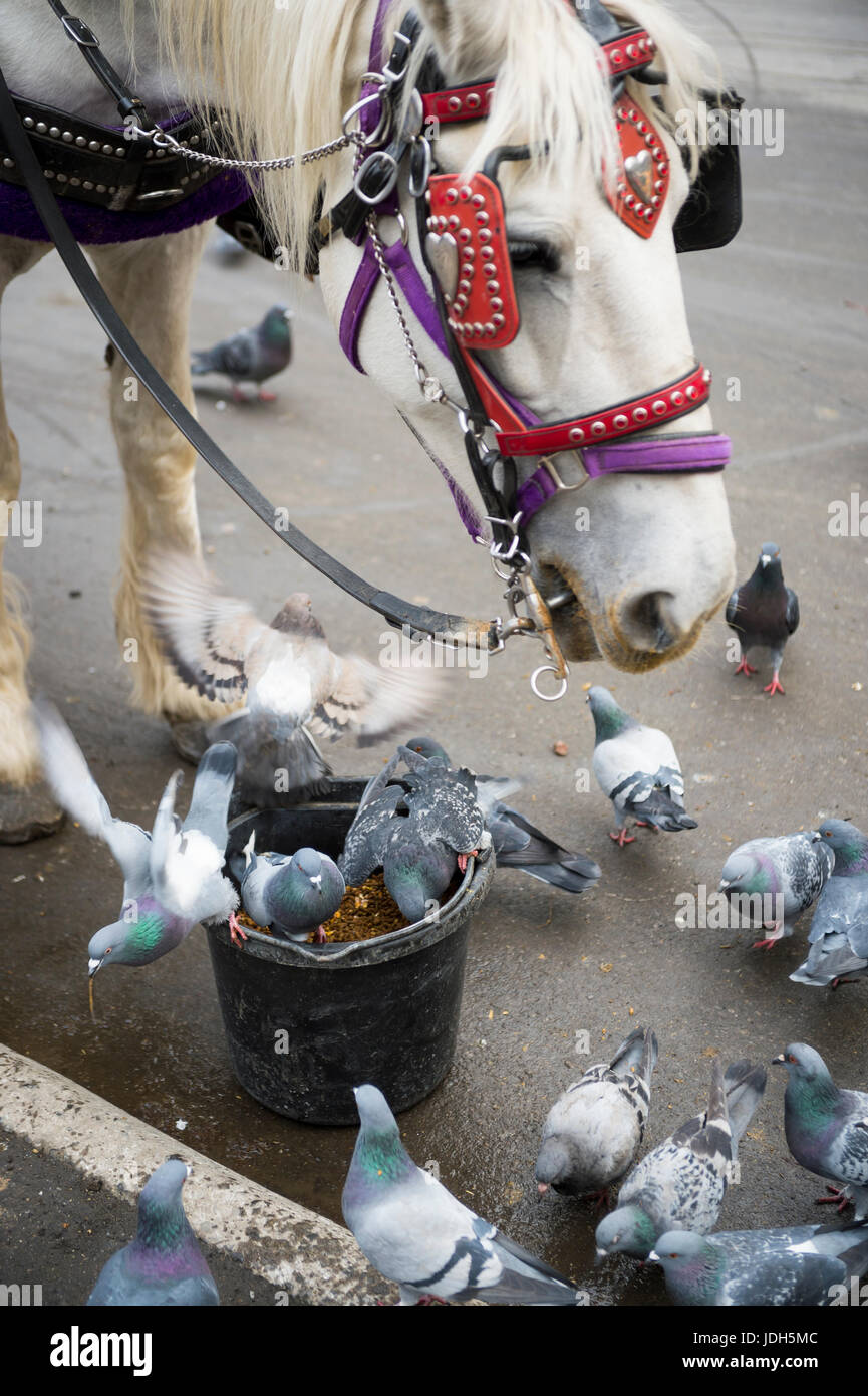 Central Park Carriage horse shares his bucket lunch with grateful pigeons in New York City Stock Photo