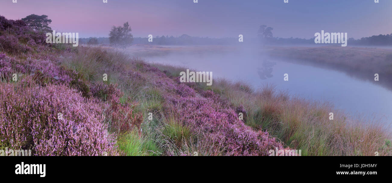 Blooming heather along a lake in The Netherlands on a foggy morning at dawn. Stock Photo