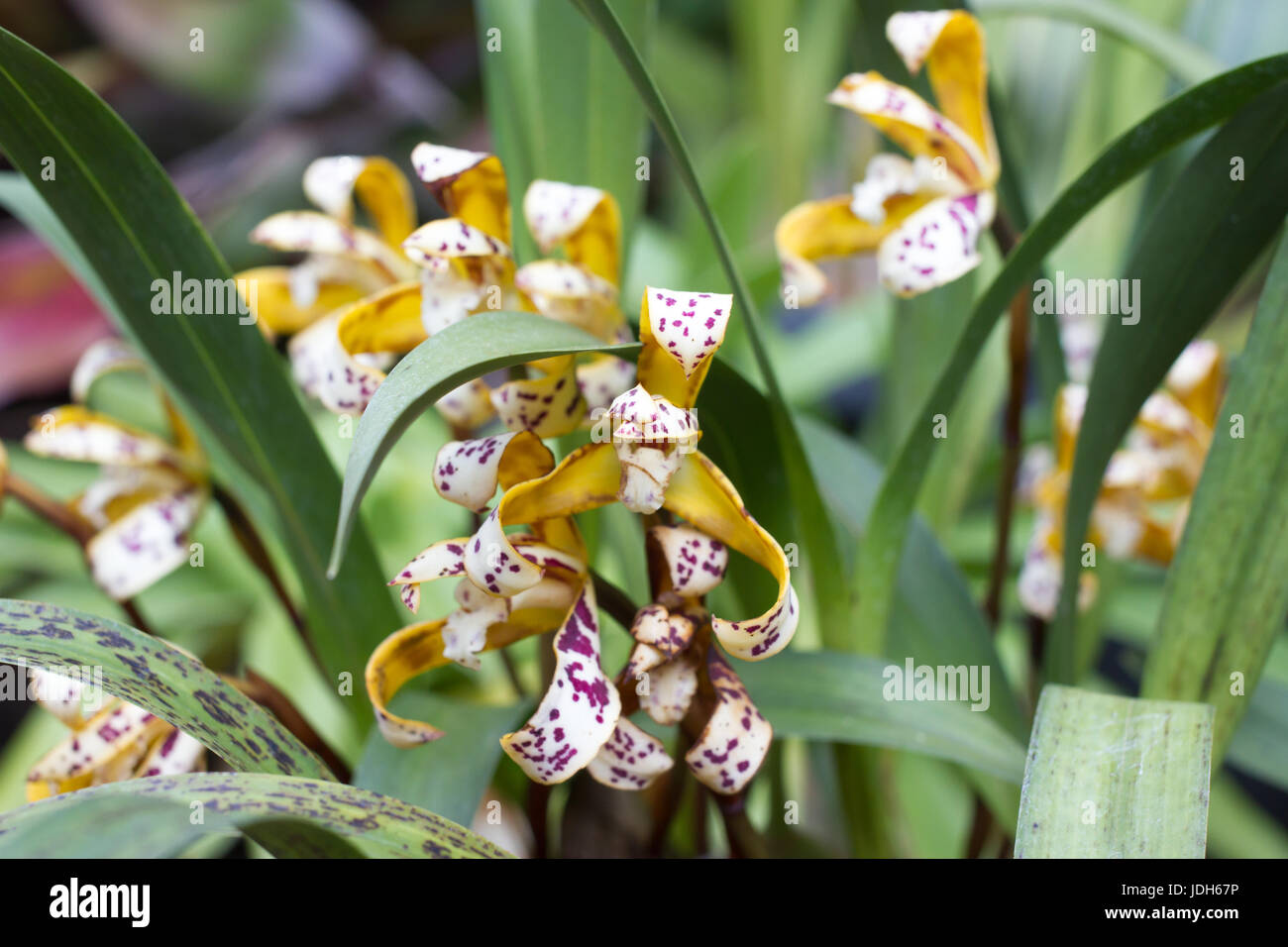 Yellow Cymbidium orchid in pot. Beauty flower Stock Photo