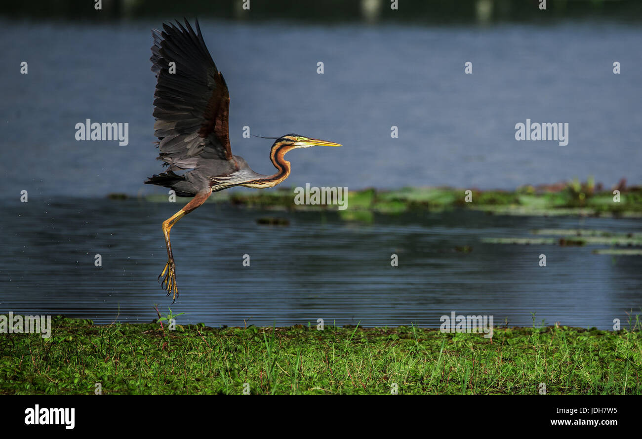 A Purple heron about to land on a wetland for food Stock Photo