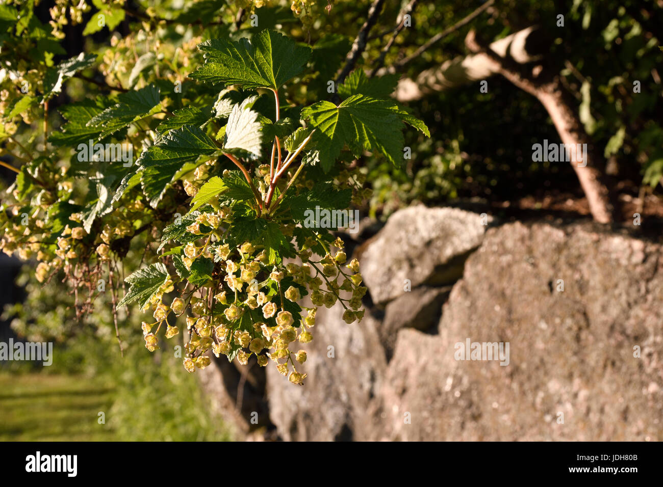 Closeup of a blooming blackcurrant busch (Ribes nigrum) and a stonewall in background, picture from the North of Sweden. Stock Photo