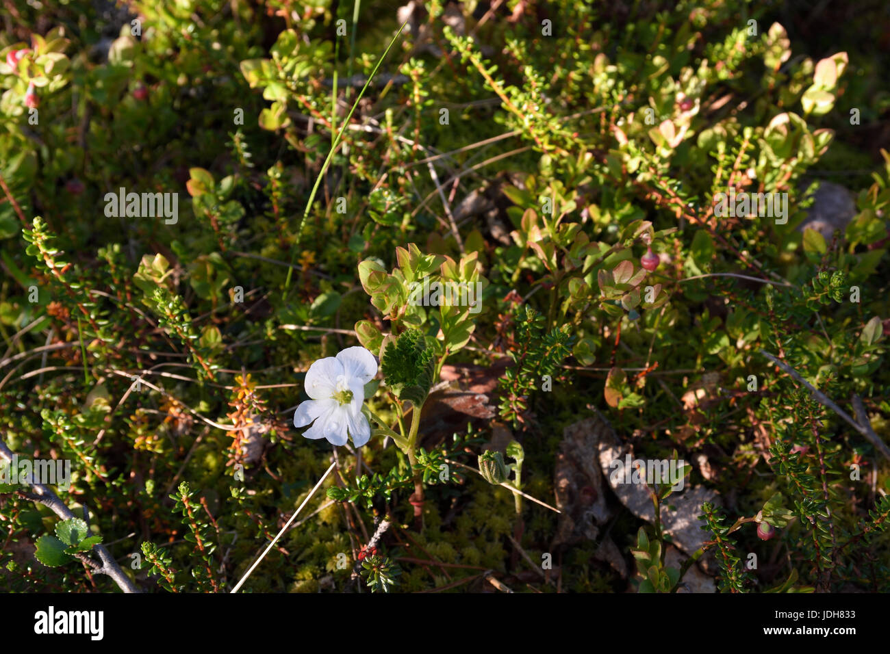 Flowering cloudberry (Rubus chamaemorus ) with a water drop on the flower, picture from the North of Sweden. Stock Photo