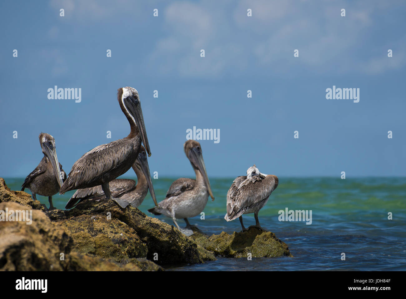 Resting Brown Pelicans - Anna Maria Island, Florida, USA Stock Photo