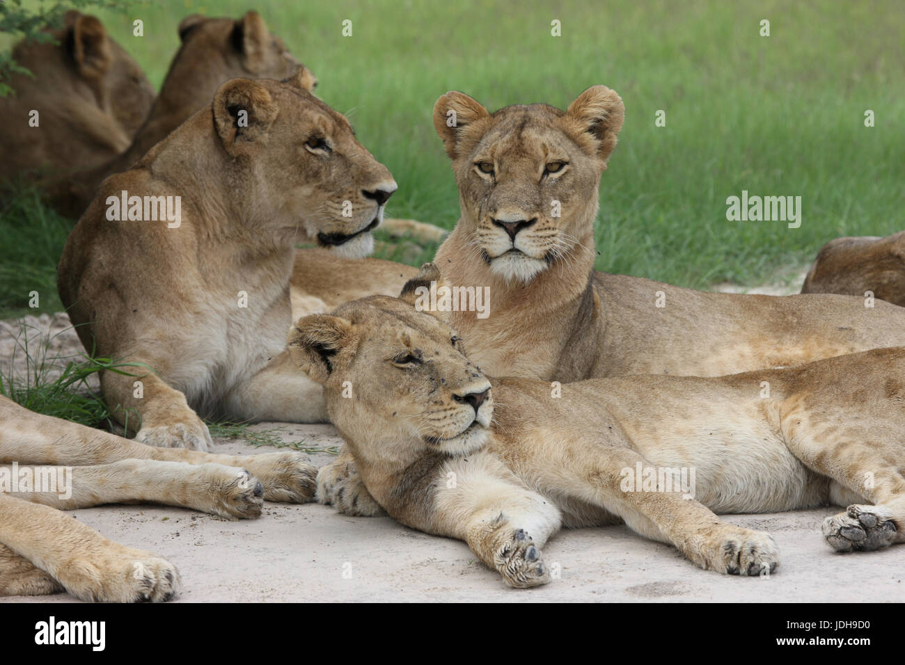 Lion wild dangerous mammal africa savannah Kenya Stock Photo - Alamy