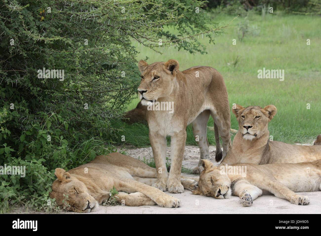 Lion wild dangerous mammal africa savannah Kenya Stock Photo - Alamy