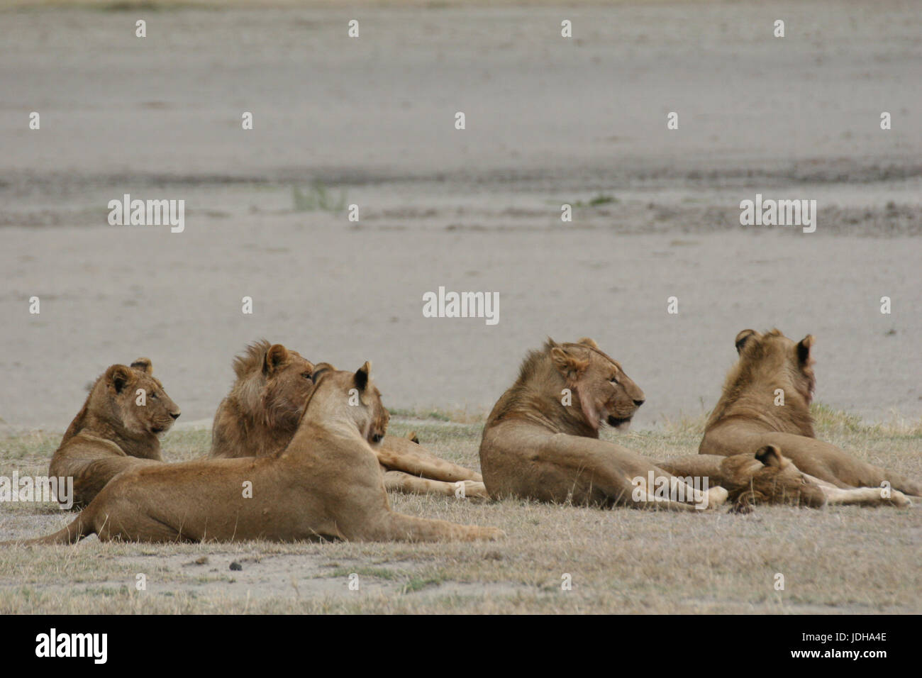 Lion wild dangerous mammal africa savannah Kenya Stock Photo - Alamy