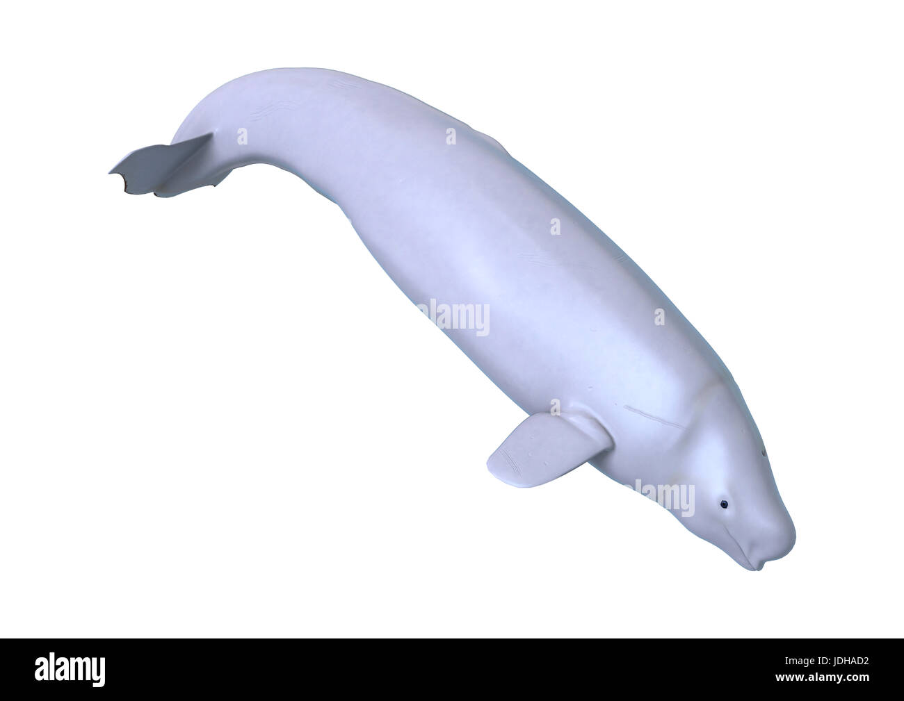 3D rendering of a beluga white whale isolated on white background Stock Photo