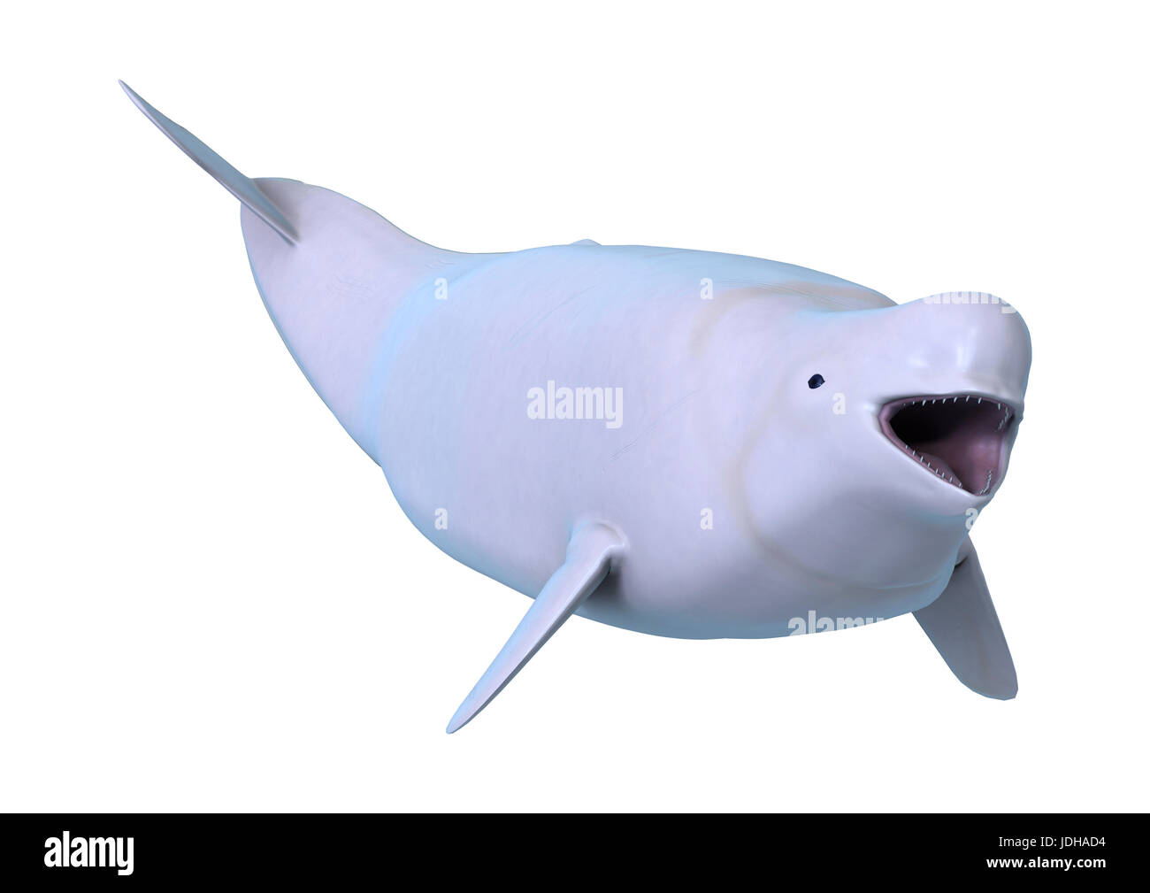 3D rendering of a beluga white whale isolated on white background Stock Photo