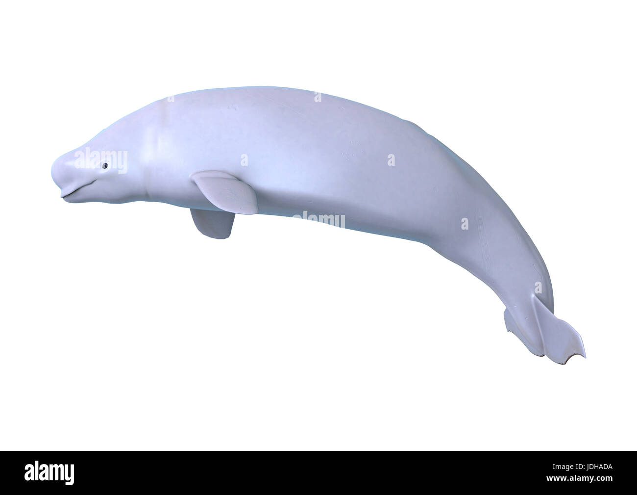3D rendering of a beluga white whale isolated on white background Stock Photo