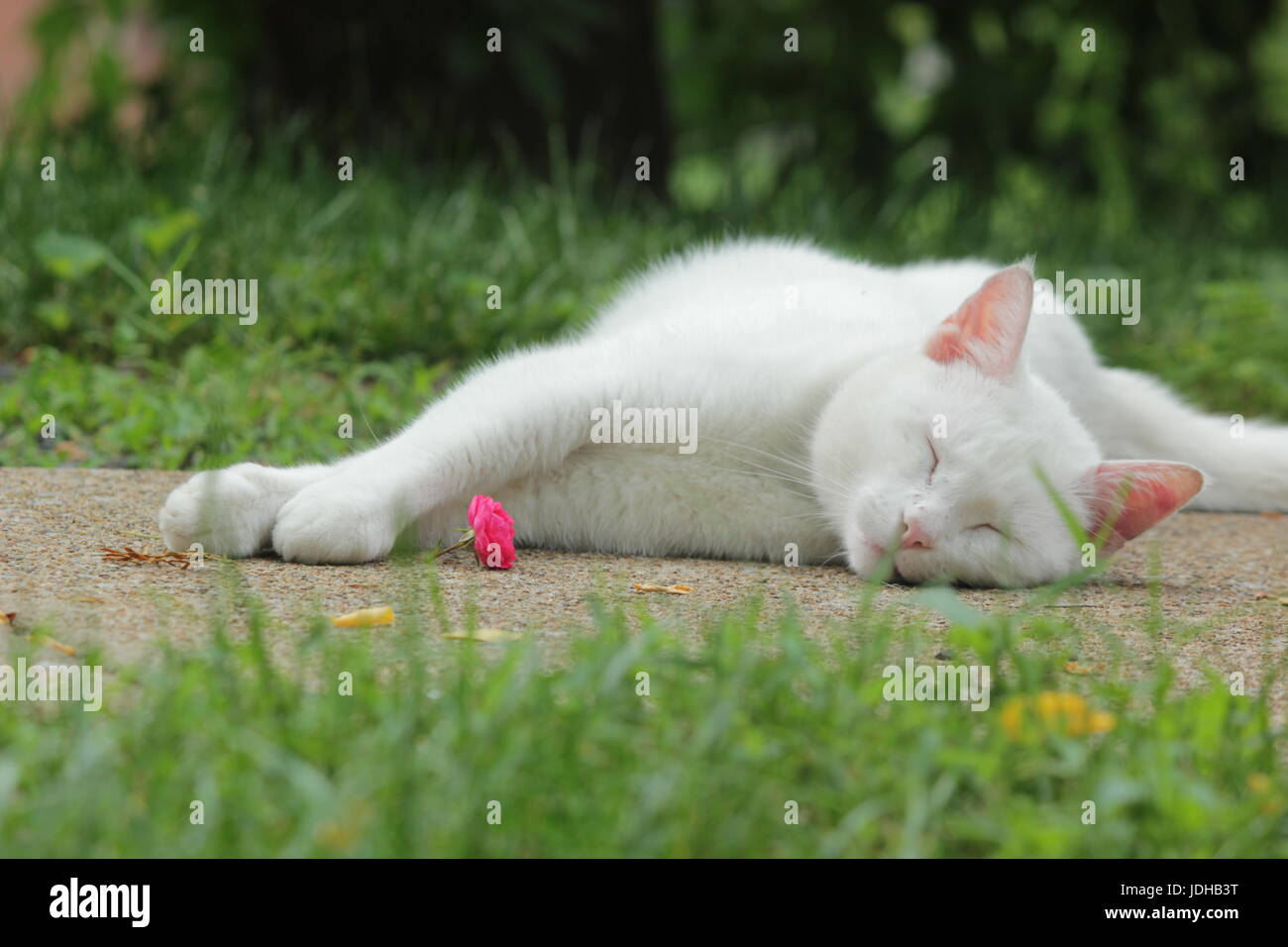 Cat with rose hi-res stock photography and images - Alamy