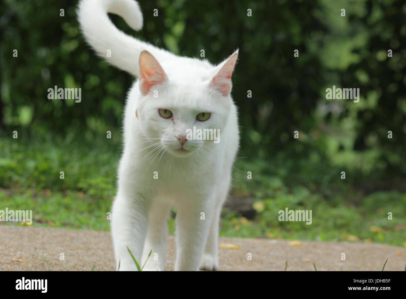 Cat with rose hi-res stock photography and images - Alamy