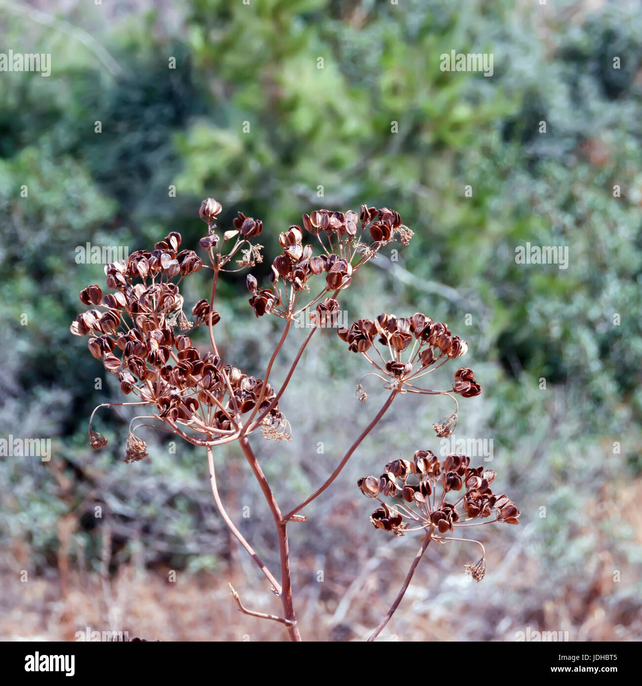 Dry wild garlic seeds with green background Stock Photo Alamy