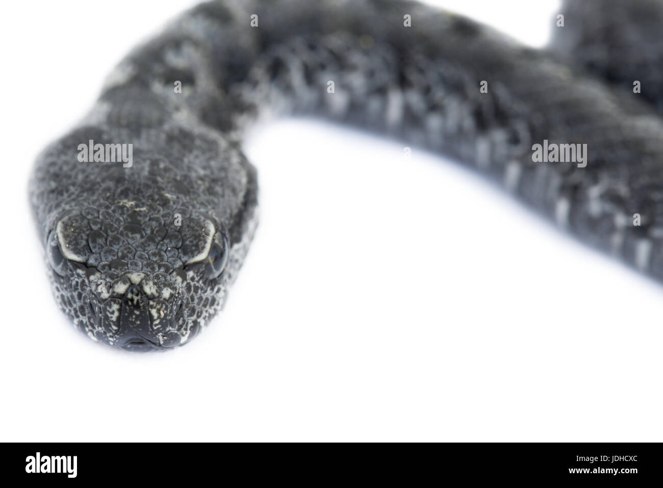 Front view of baby vipera latastei snake over white Stock Photo - Alamy