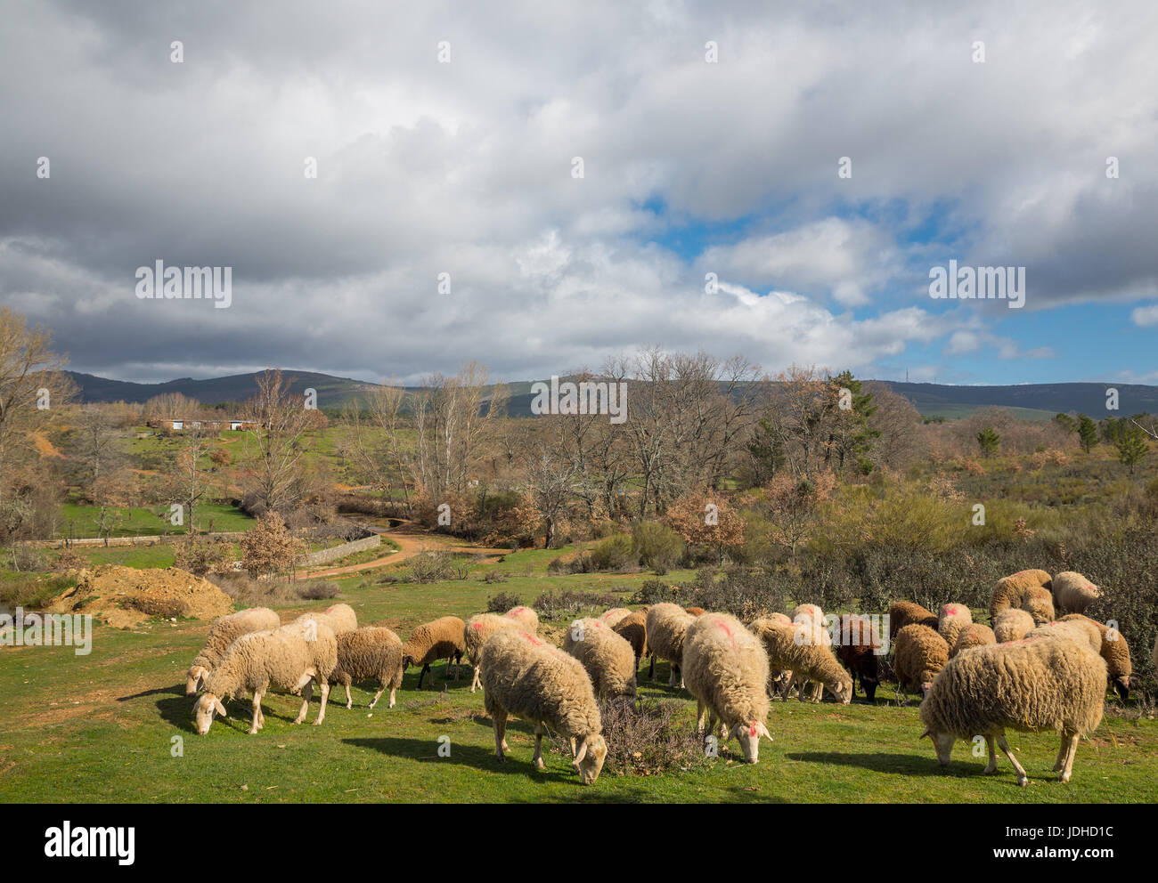 Wide angle view of flock of sheep grazing, cloudy day Stock Photo - Alamy