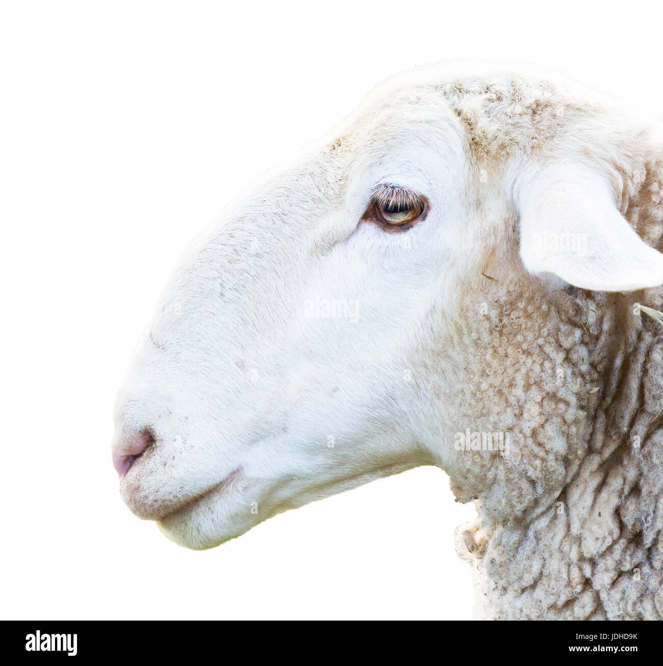 side view of sheep head on white Stock Photo - Alamy