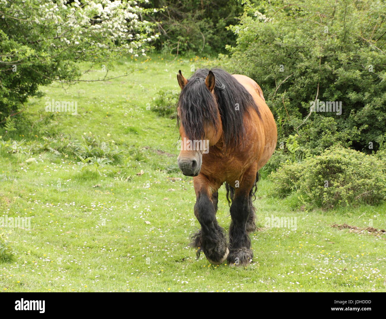 front view of horse walking towards you Stock Photo Alamy