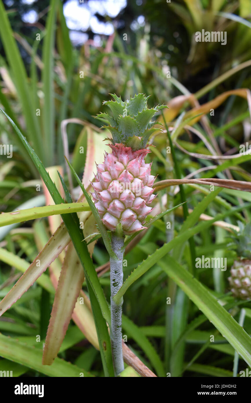 Small pineapple in nature with vegetation around Stock Photo Alamy