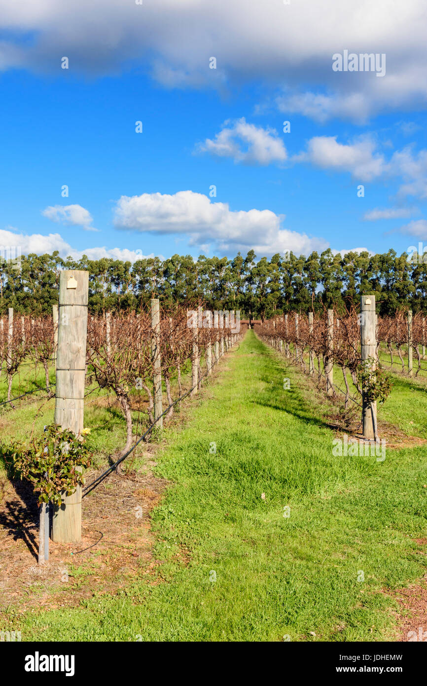 Rows of chardonnay grapevines in winter at the Vintner Black vineyard, Black Brewing Co. Caves Rd, Wilyabrup, Margaret River, Western Australia Stock Photo