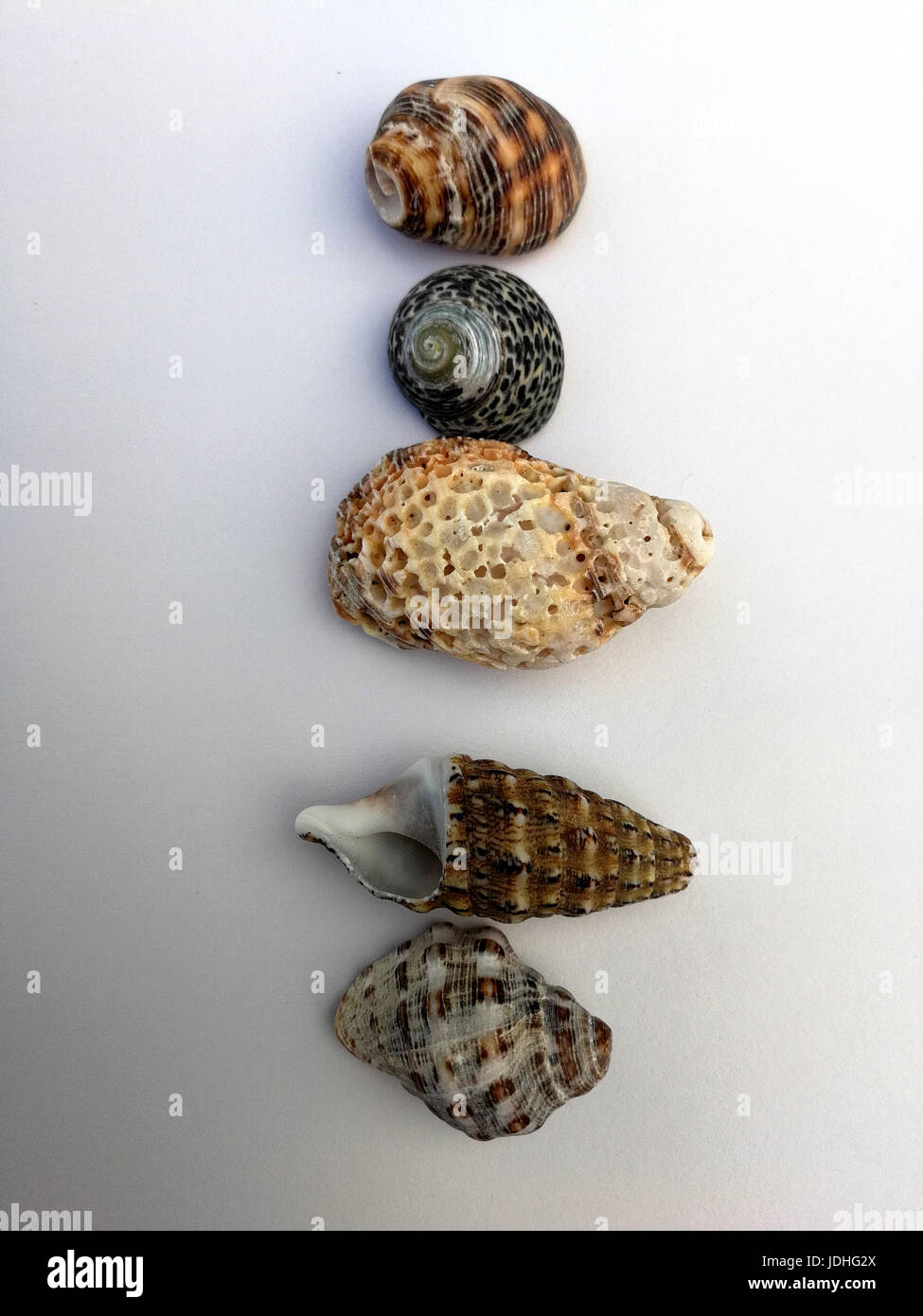 small seashells and starfish Stock Photo - Alamy
