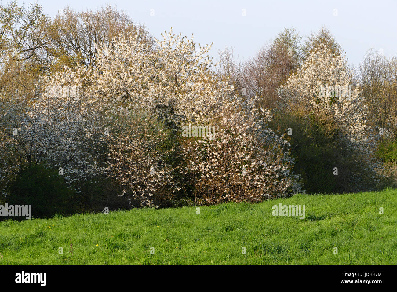 Hedge with wild cherry trees (North Mayenne, Loire country, France ). Stock Photo