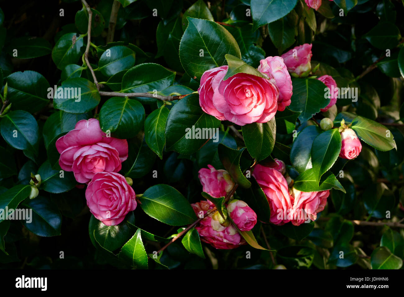 Camelia in bloom (Suzanne's vegetable garden, Le Pas, Mayenne, Pays de la Loire, France). Stock Photo