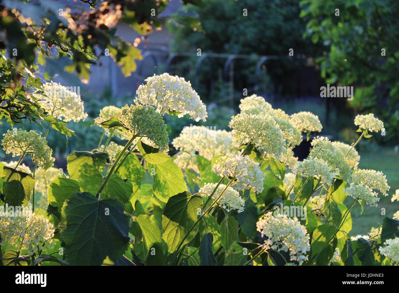 Romantic Hydrangea arborescens Annabelle, backlit by the low evening sun in summer. Stock Photo