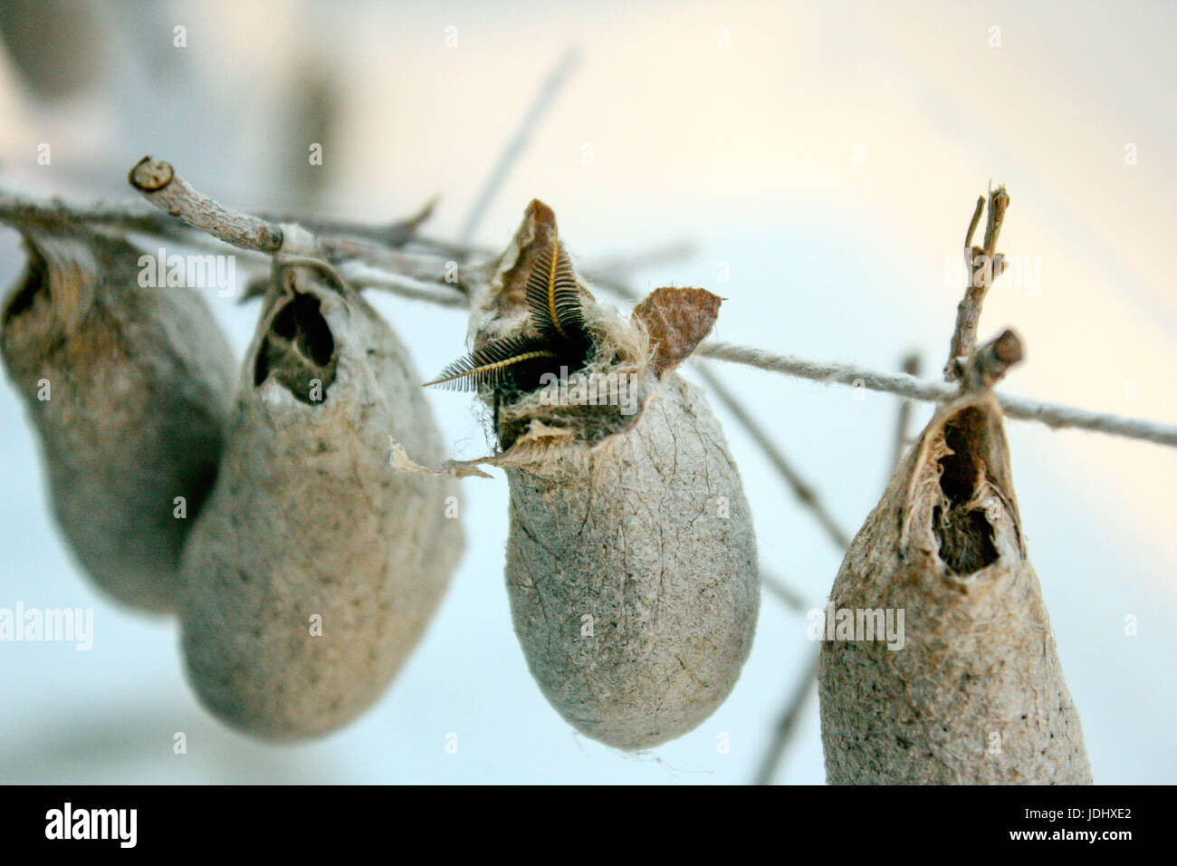 Eupackardia Calleta Moth Cocoons Hanging from a String Stock Photo